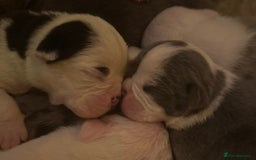 English Bulldog dogs for sale: 🌟 health tested parents 🌟 - Image 1