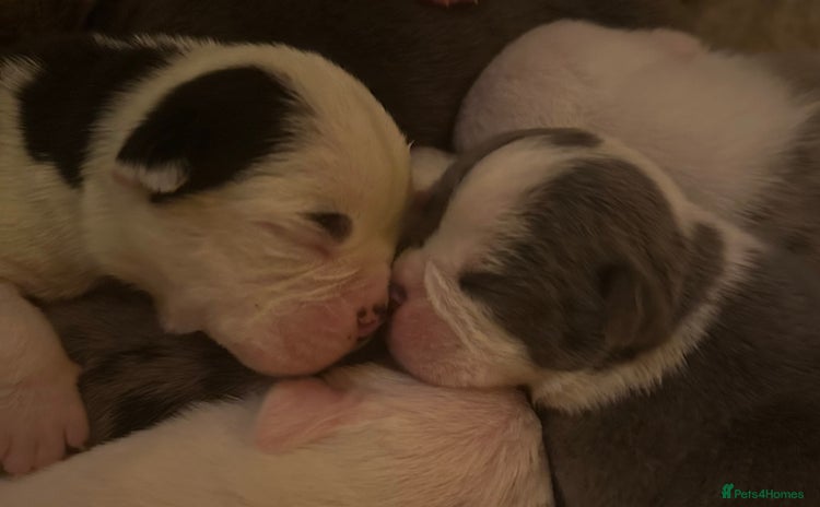 English Bulldog dogs - Advert 1