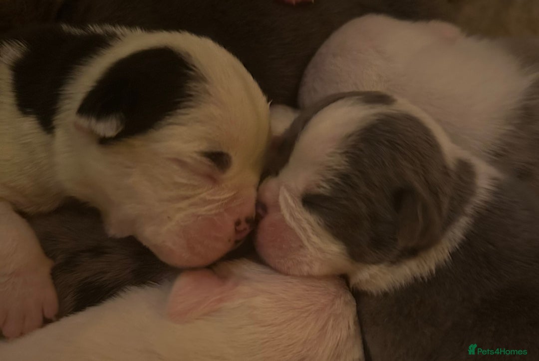 English Bulldog dogs for sale: 🌟 health tested parents 🌟 - Image 1