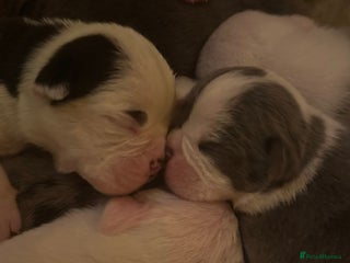 English Bulldog dogs - Advert 4