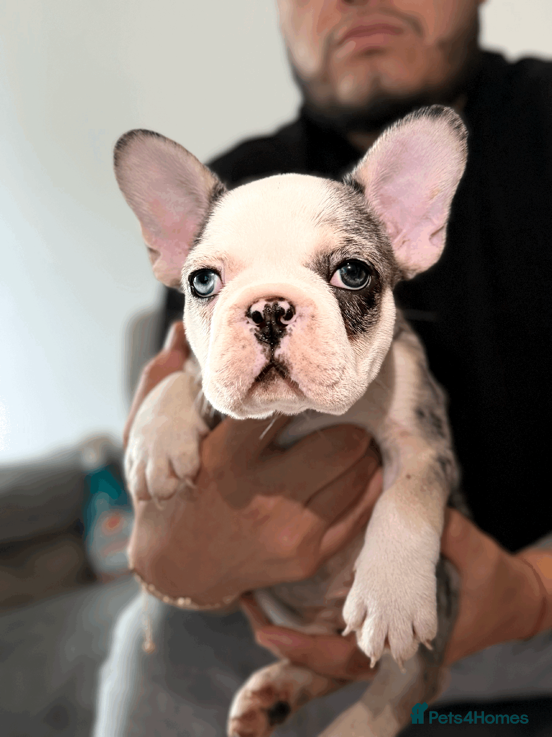 French Bulldog dogs for sale: French Bulldog Puppies for Sale Top Quality,  - Image 16