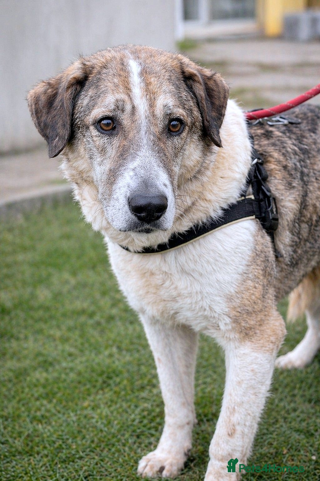 Mixed Breed dogs Nelly 🐾 Five Years Waiting for a Real Life - Advert 1