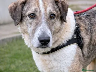 Mixed Breed dogs Nelly 🐾 Five Years Waiting for a Real Life - Advert 1