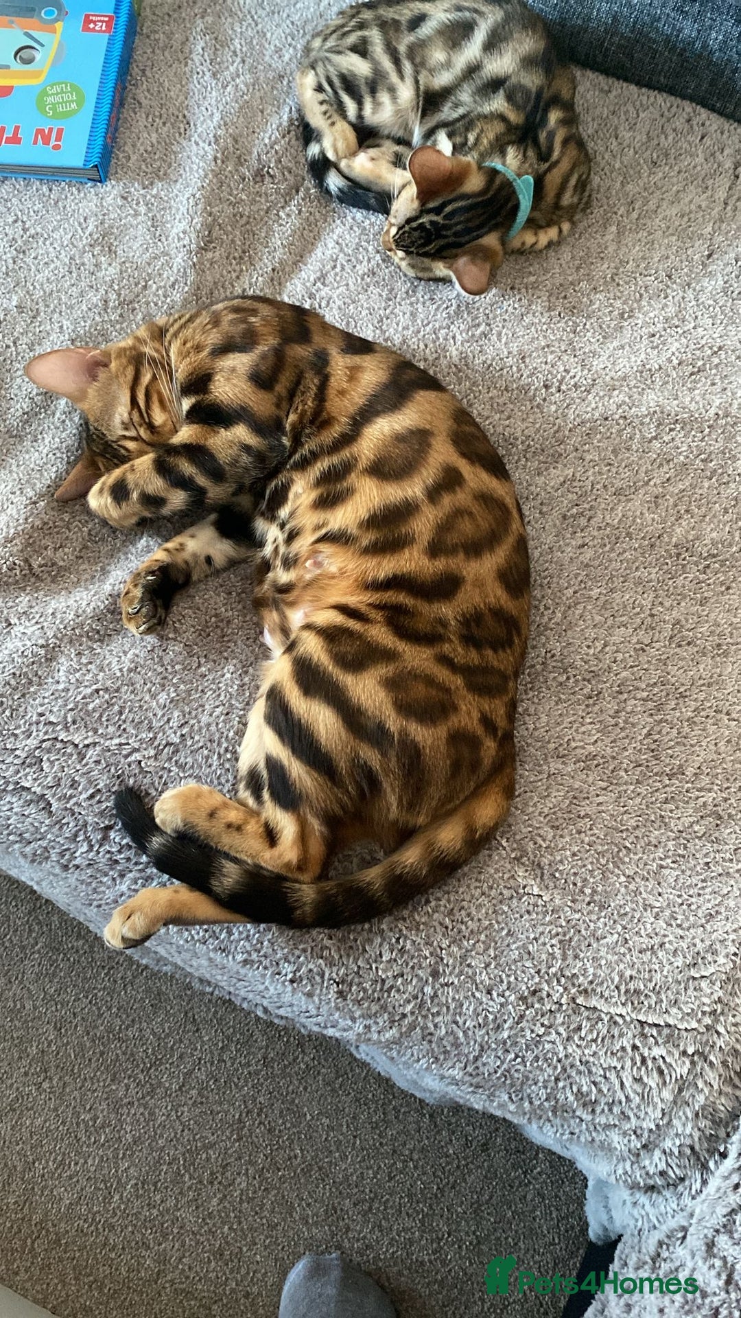 Bengal cats for sale: Indoor Female Bengal (Queen) –Spayed/Vaccinated - Advert 9