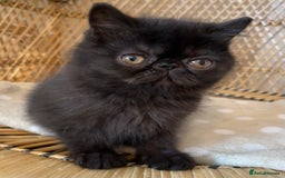 Exotic cats for sale: ❤️Stunning Exotic Shorthair & Longhair Kittens❤️  - Image 17
