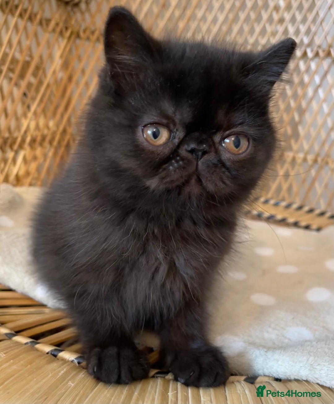 Exotic cats for sale: ❤️Stunning Exotic Shorthair & Longhair Kittens❤️  - Image 17