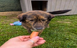 Mixed Breed dogs for adoption: Dara for adoption - Advert 3