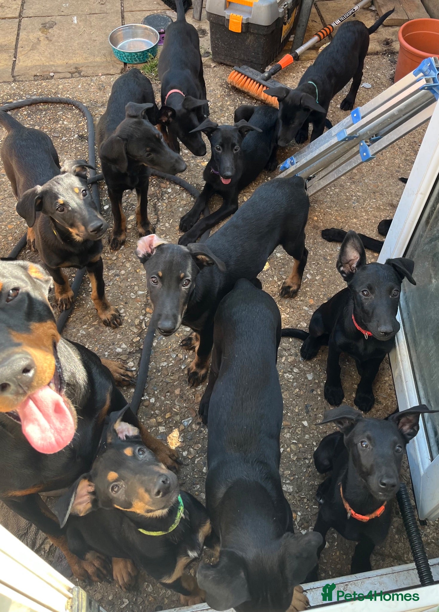Mixed Breed dogs Belgian Malinois x Dobermann Pups **Only 8 left** - Advert 1