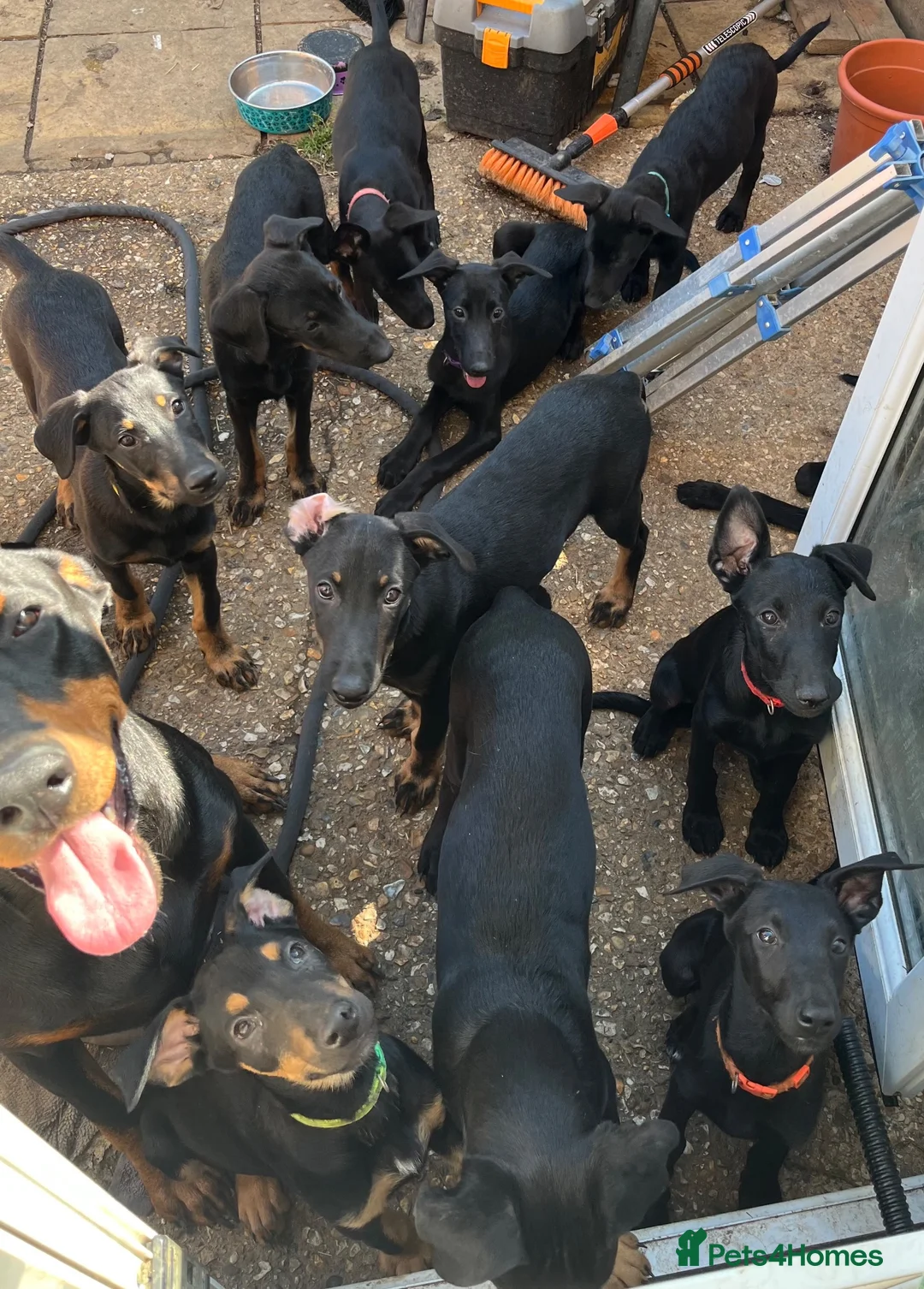 Mixed Breed dogs for sale: **3 GIRLS LEFT** Belgian Malinois x Dobermann pups - Advert 1