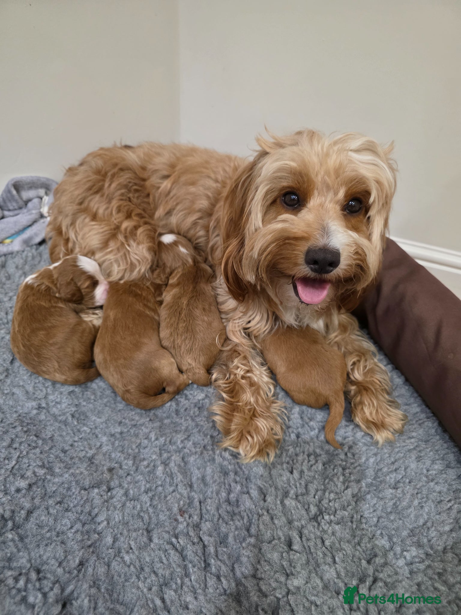 Cockapoo dogs F1B Toy cockapoo puppies in North East - Advert 1