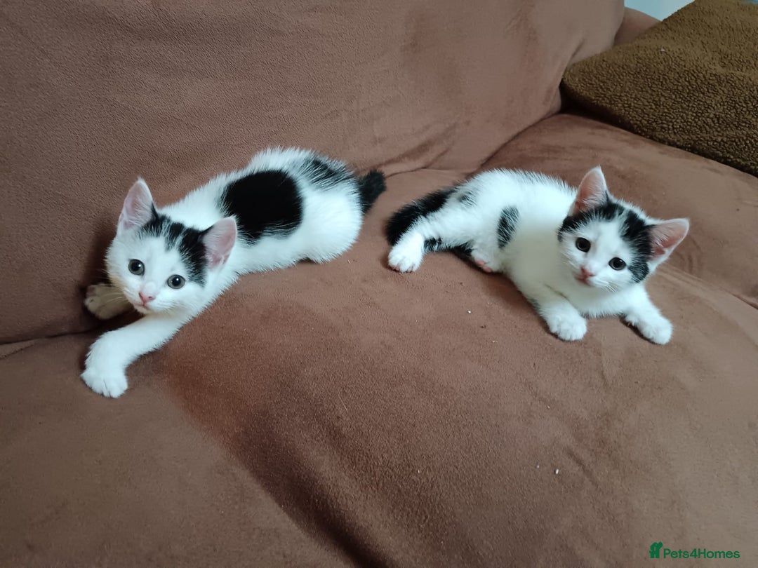 Mixed Breed cats for sale: Gorgeous fluffy sisters in Peterborough - Image 2
