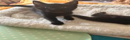 Persian cats for sale: Persian cross Kittens looking for Loving Homes 🐾 - Advert 19