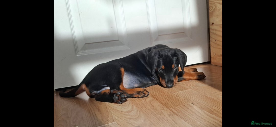 Dobermann dogs for sale: Beautiful Doberman puppies 3 boys 3 girls for sale - Image 11