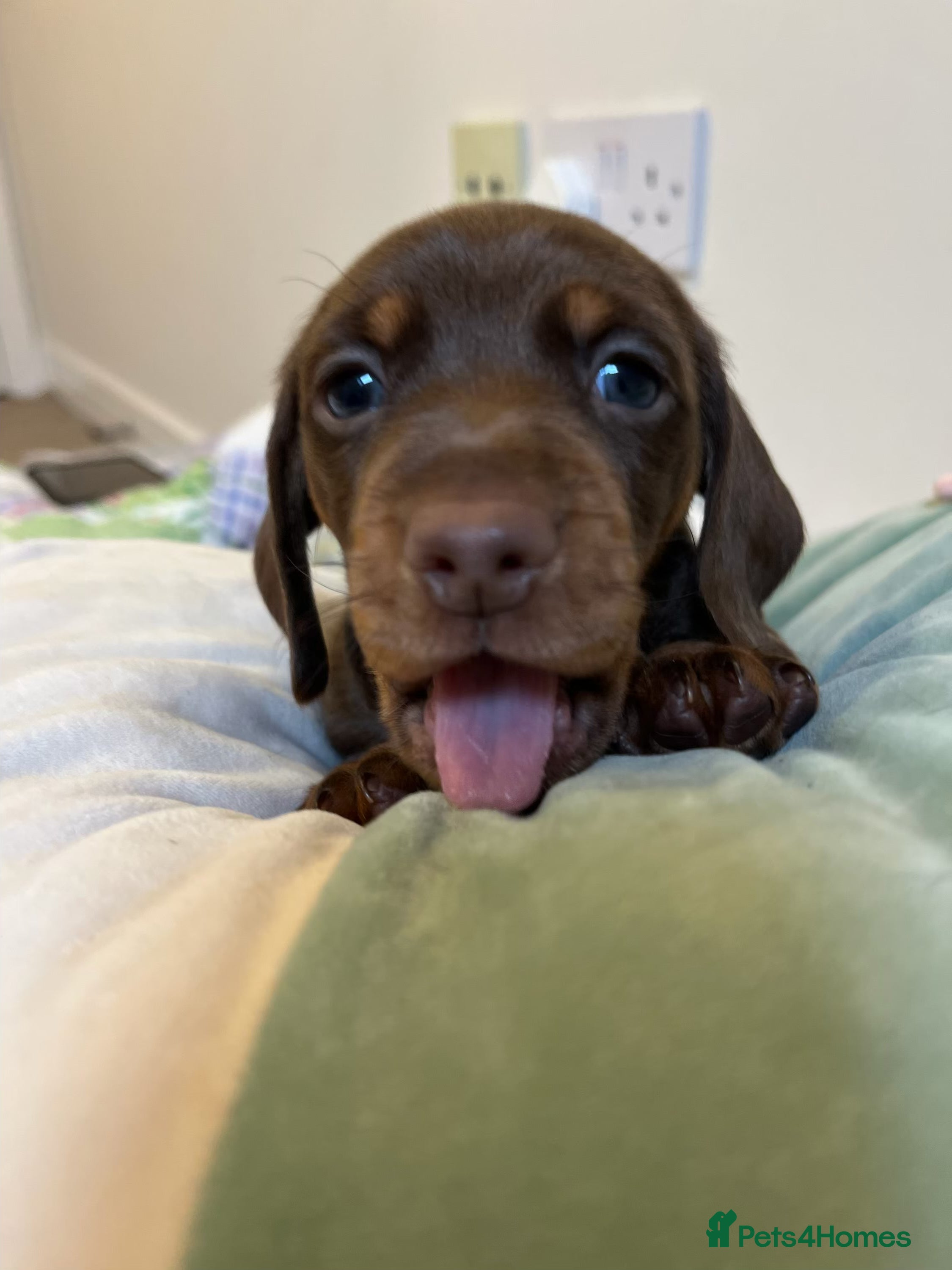 Miniature Dachshund dogs . Mini Dutch Hound Pups – Choc & Dapple - Advert 8