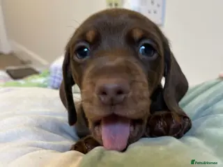 Miniature Dachshund dogs . Mini Dutch Hound Pups – Choc & Dapple - Advert 8