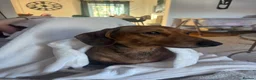 Miniature Dachshund dogs for sale: 🐾 KC-Registered Puppies – 2 Puppies Remaining 🐾 in Luton - Advert 14