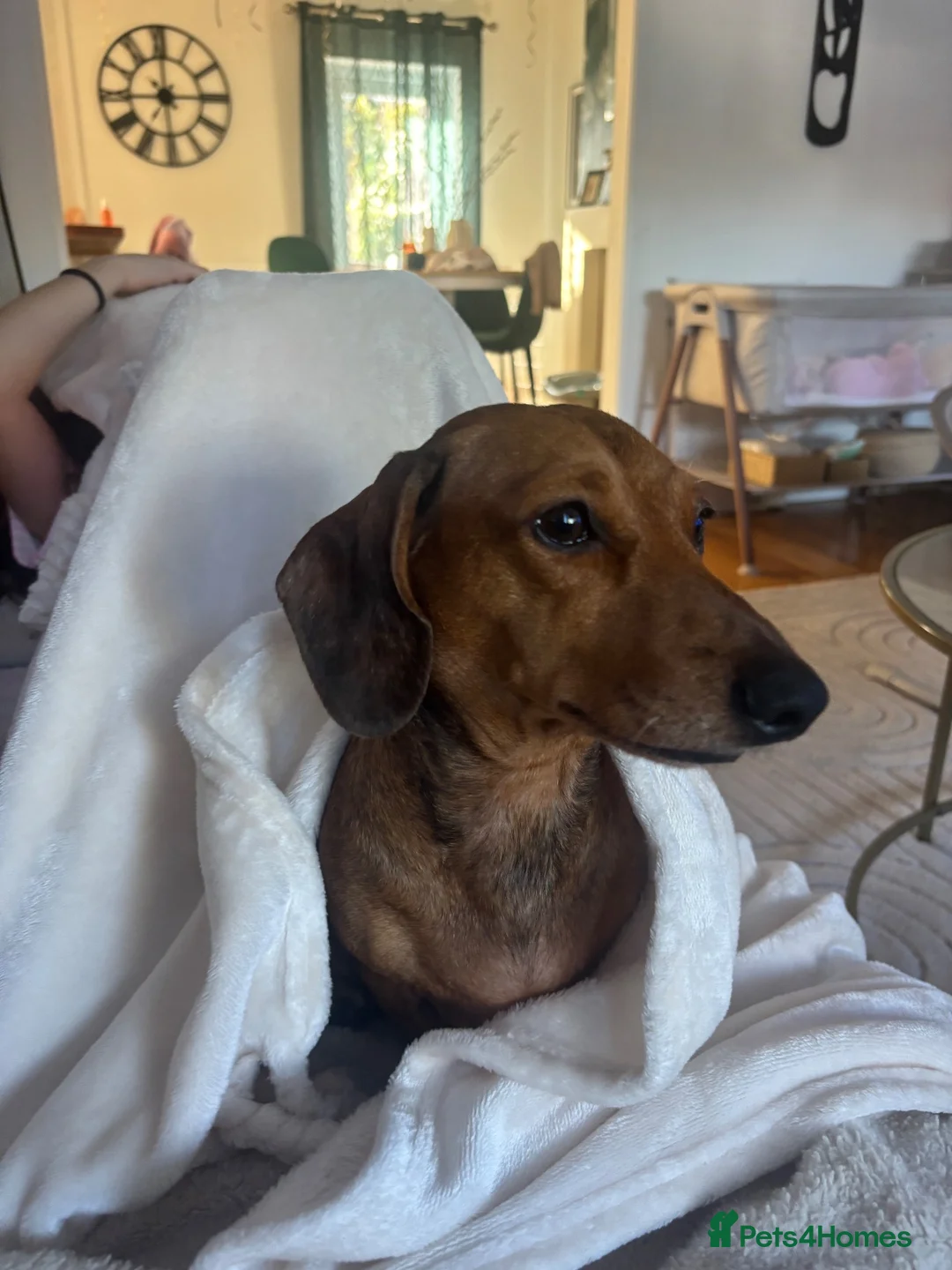 Miniature Dachshund dogs for sale: 🐾 KC-Registered Puppies – 2 Puppies Remaining 🐾 in Luton - Advert 14
