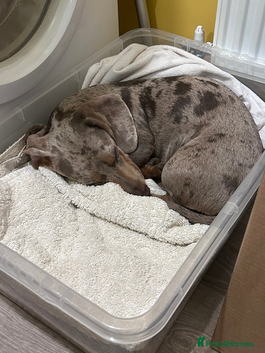 Miniature Dachshund dogs for stud: Isabella Dapple STUD carrying CREAM - Image 3