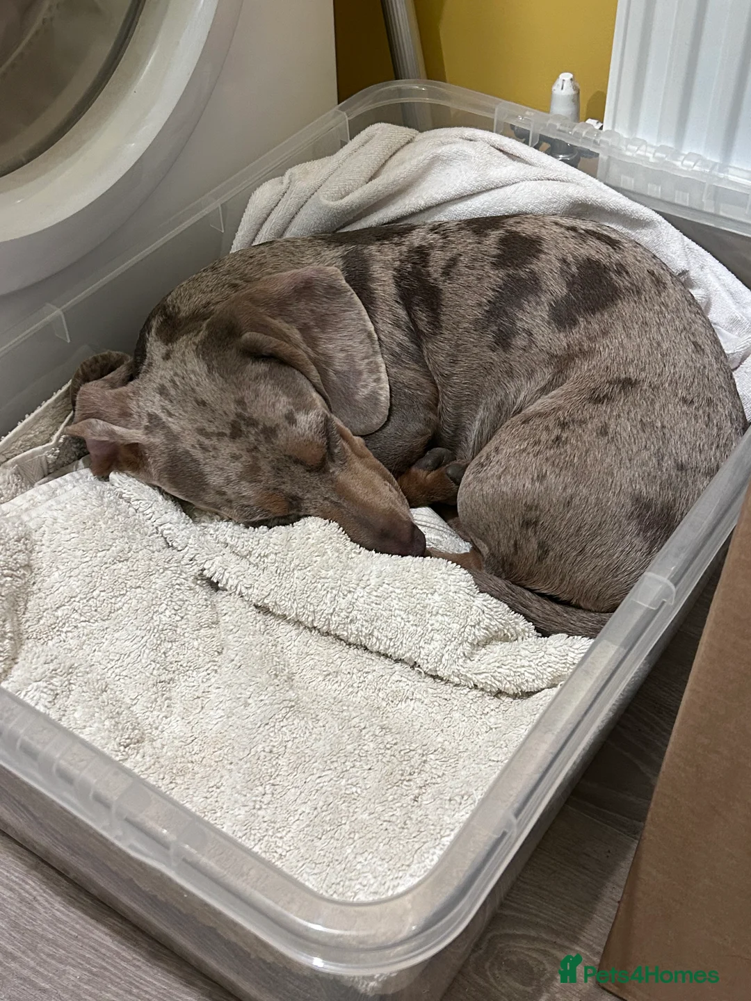 Miniature Dachshund dogs for stud: Isabella Dapple STUD carrying CREAM in Cambridge - Advert 3