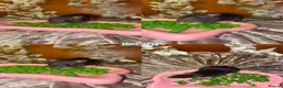 Rat rodents for sale: Beautiful babies ratties 🥰🥰🥰 in Chelmsford - Advert 8