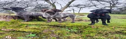 German Wirehaired Pointer dogs for sale: 1ST VACC GIVEN, HEALTH CHECKED KC REG GWP PUPS  - Advert 29
