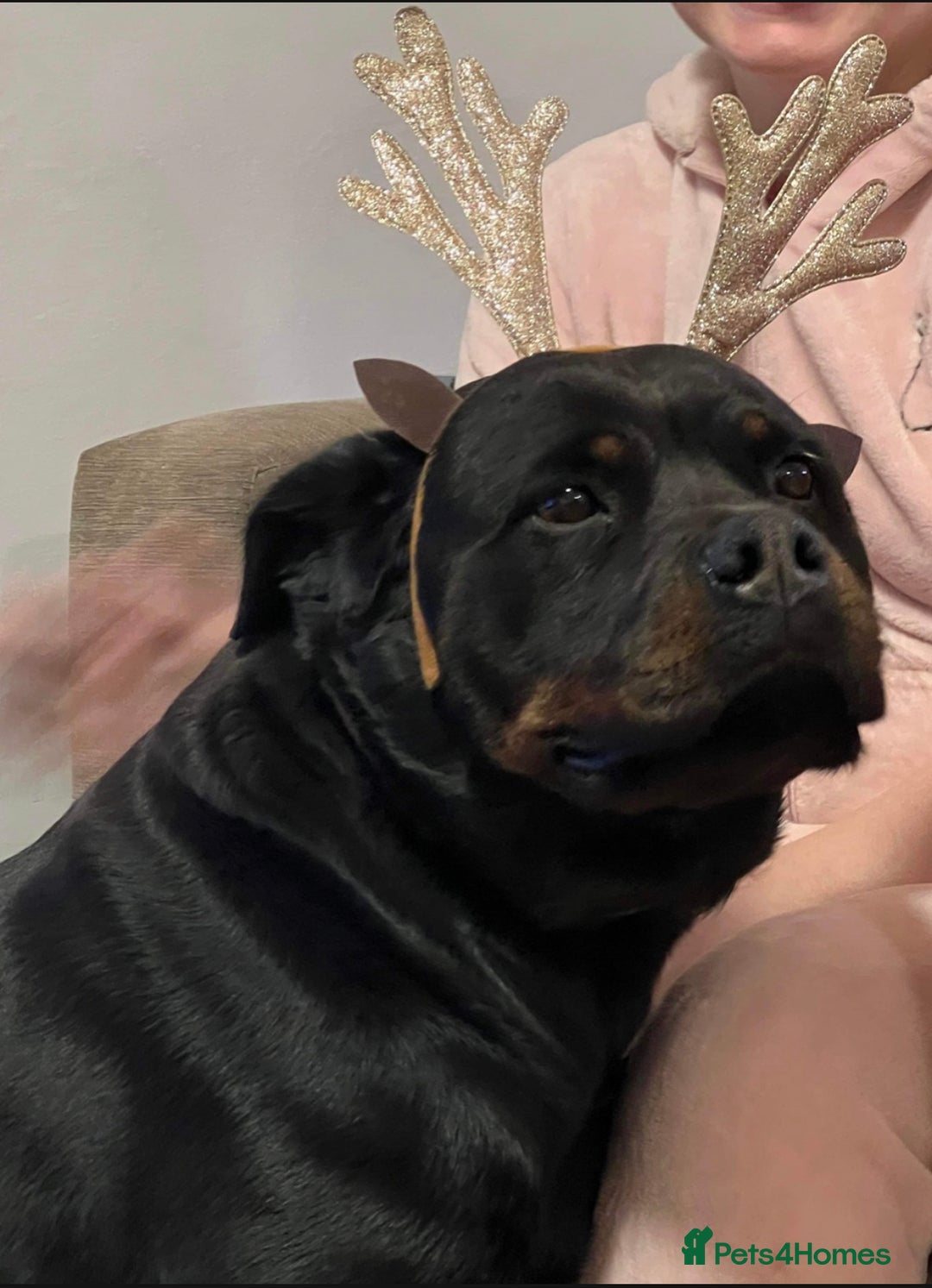 Rottweiler dogs for sale: Female Rottweiler  - Advert 3