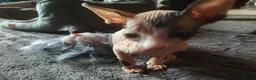 Sphynx cats for sale: Adorable Sphynx kittens  - Advert 3