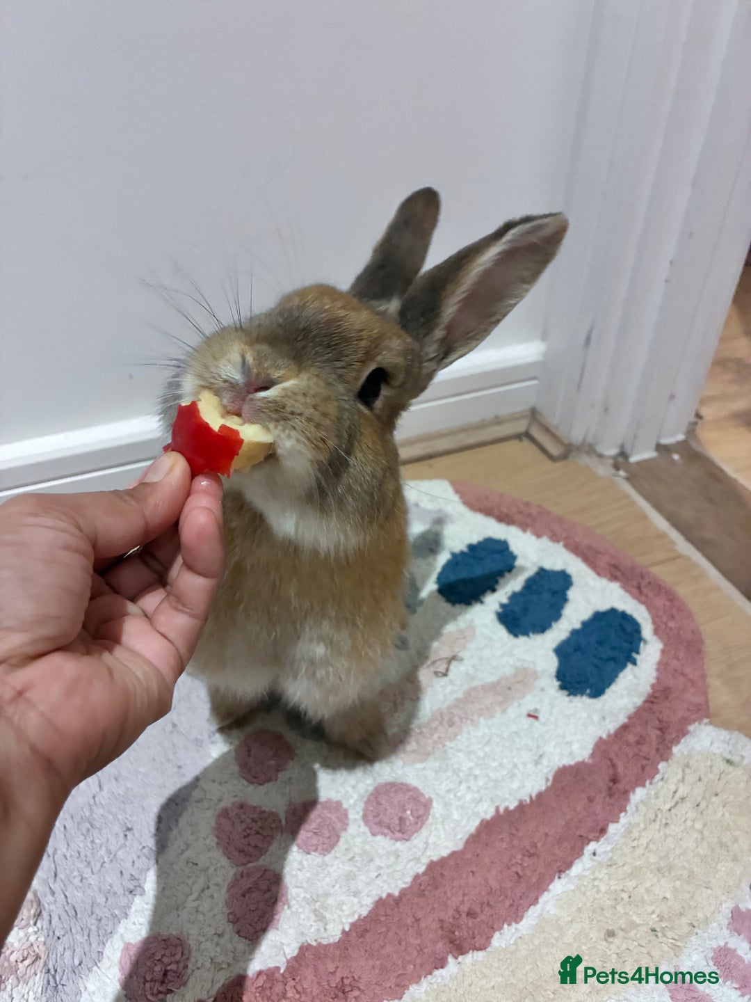Mixed Breed rabbits for sale: Adorable Bunny Looking for a Loving Home - Advert 5