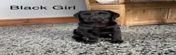 Labrador Retriever dogs for sale: Chunky Labrador Puppies - Advert 15