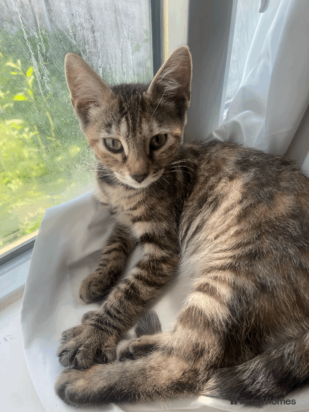 Bengal cats for sale: Cute 14-Week Bengal Kitten - Full Setup Included! - Image 6