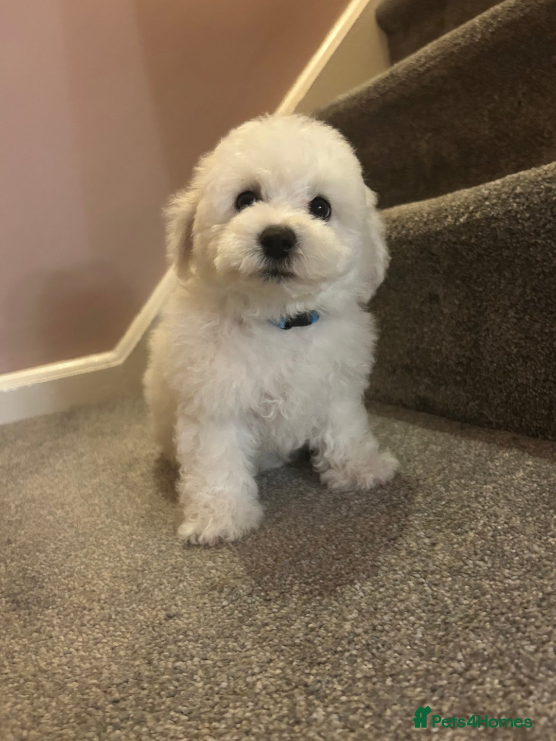 Bichon Frise dogs for sale: Bichon Frise Puppies  - Image 10