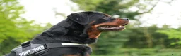 Rottweiler dogs for stud: PICASSO VOM WIESENTAL — Premium Rottweiler - Advert 6