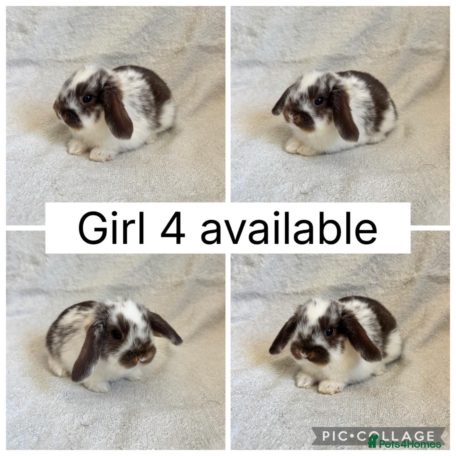 Mini Lop rabbits Beautiful baby mini lops CAN LEAVE NOW - Advert 2