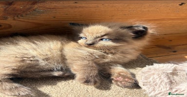 Ragdoll cats - Advert 7