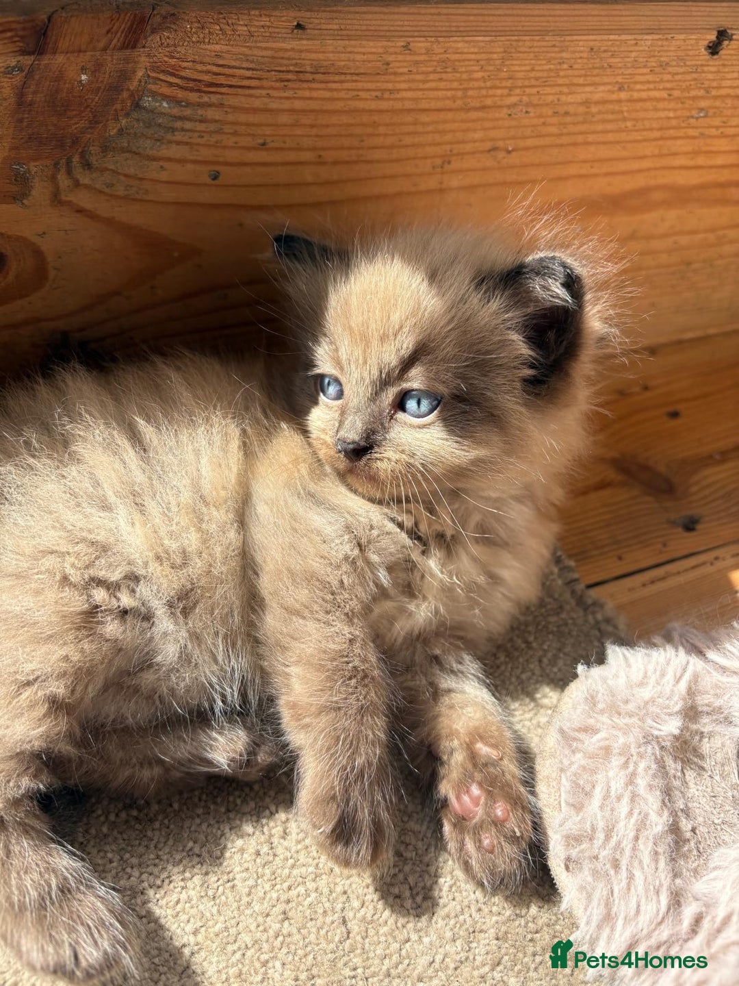 Ragdoll cats for sale: Pedigree Mink Ragdoll kittens  - Image 3