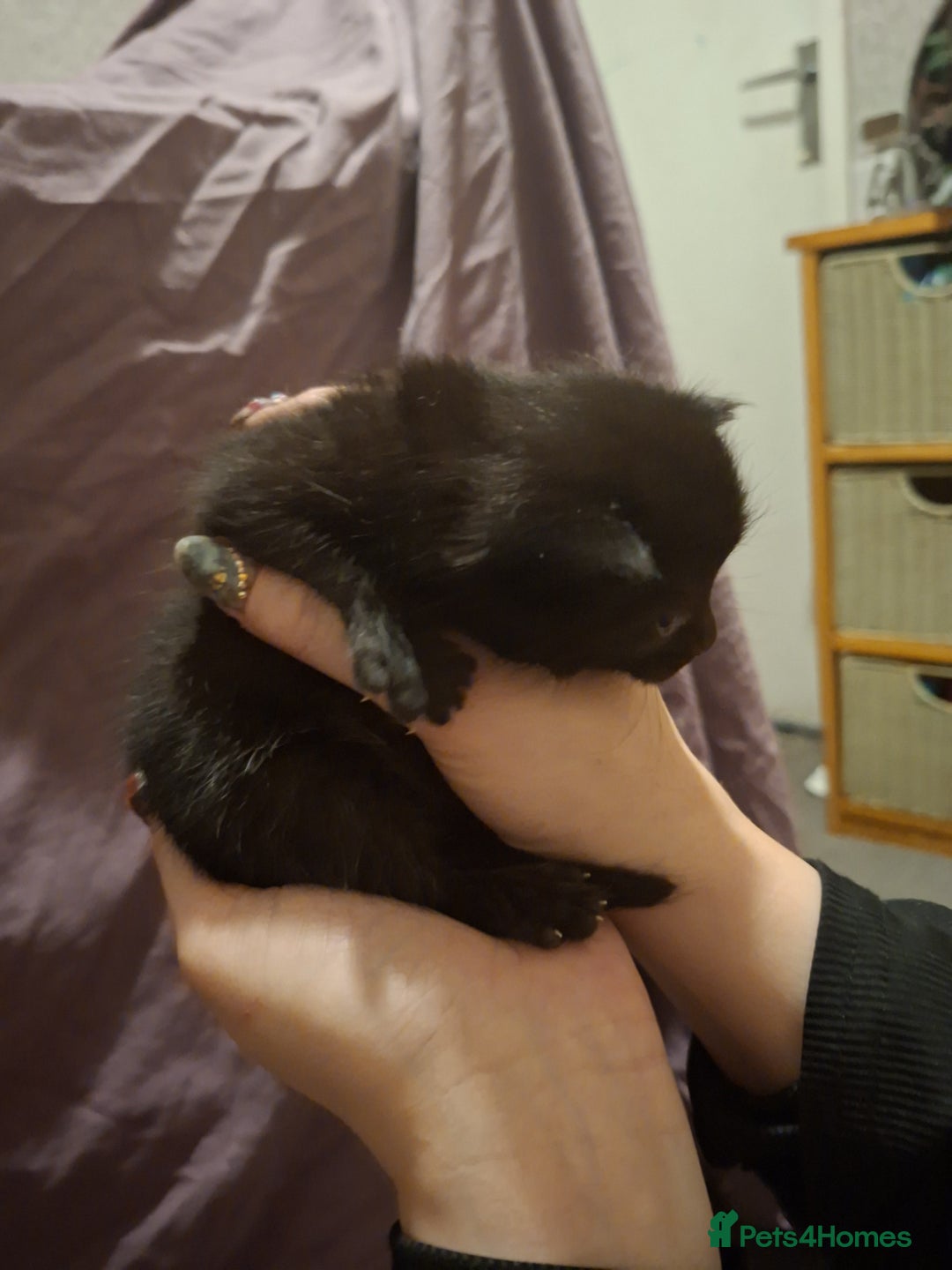 Bengal cats for sale: Four beautiful mix bangal Maine Coon kittens  - Advert 6