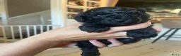 Toy Poodle dogs for sale: Toy Poodle Puppies  - Advert 3