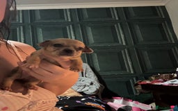 Chihuahua dogs for sale: Mixed litter of chihuahuas forsake  - Image 10