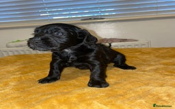 Cocker Spaniel dogs for sale: Beautiful litter  - Image 8