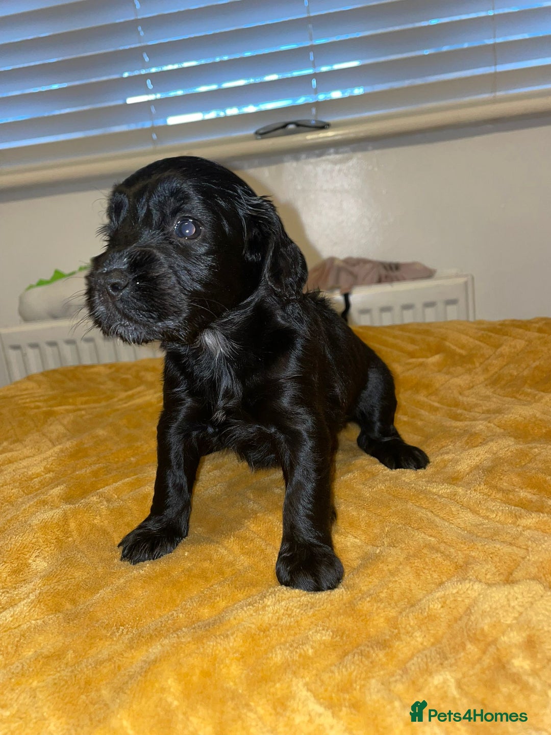 Cocker Spaniel dogs for sale: Beautiful litter  - Image 8
