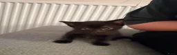 American Shorthair cats for sale: Cute black and grey kittens  in Northampton - Advert 16