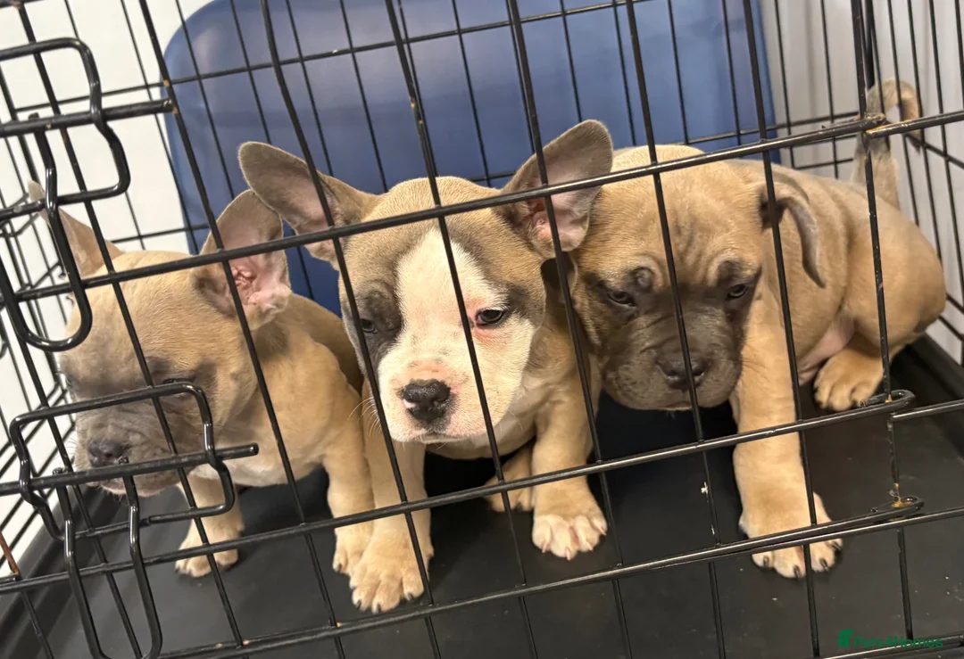 Mixed Breed dogs for sale: Frenchie mix - Advert 2