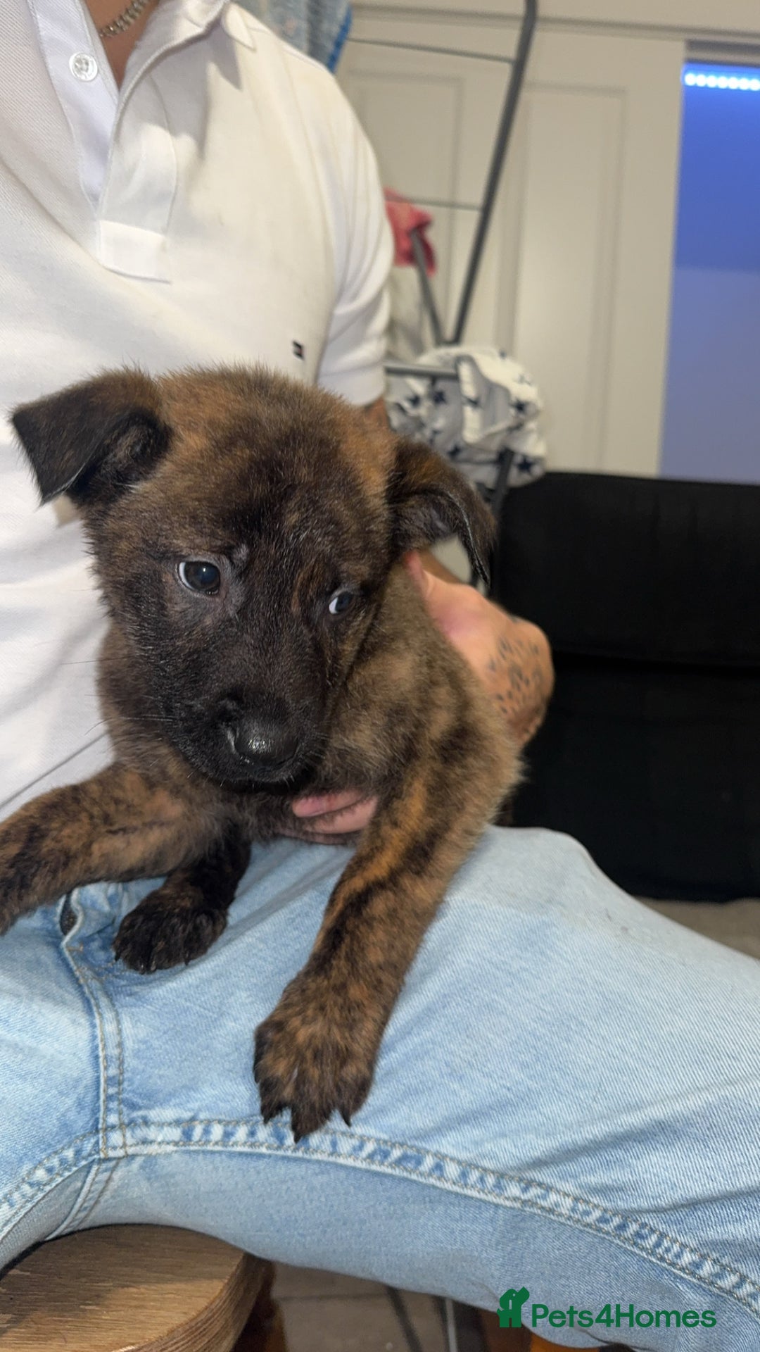 Mixed Breed dogs for sale: Male puppies  - Advert 3