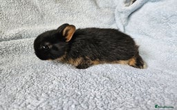 Netherland Dwarf rabbits for sale: Netherland dwarf bunnies  - Image 12