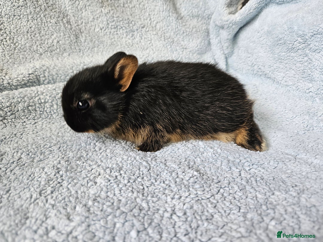 Netherland Dwarf rabbits for sale: Netherland dwarf bunnies  - Image 12