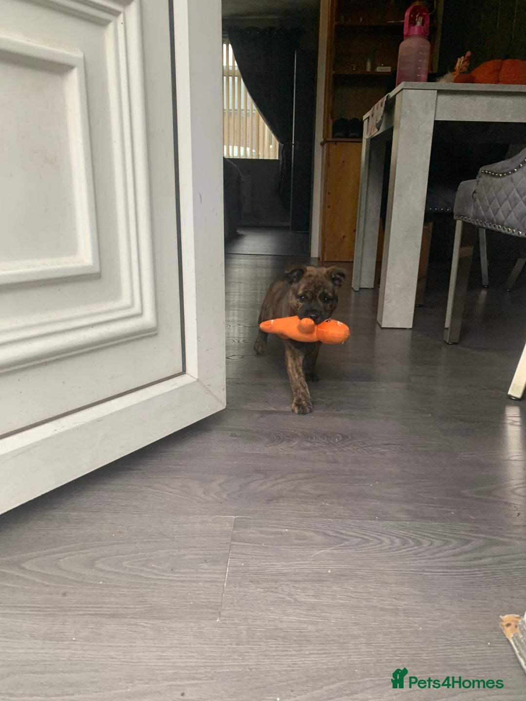 Mixed Breed dogs for sale: Mixed breed foster pup - Image 6