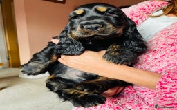 Cocker Spaniel dogs for sale: Top quality fully health tested show cocker pups - Image 16