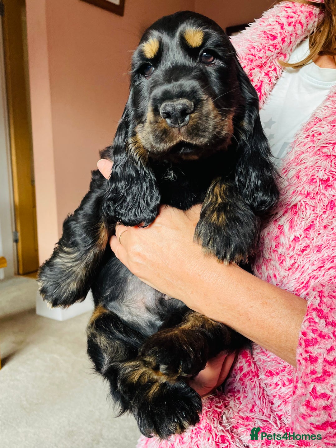 Cocker Spaniel dogs for sale: Top quality fully health tested show cocker pups - Image 16