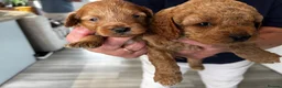 Cavapoo dogs for sale: Beautiful chunky fluffs available very soon - Advert 6