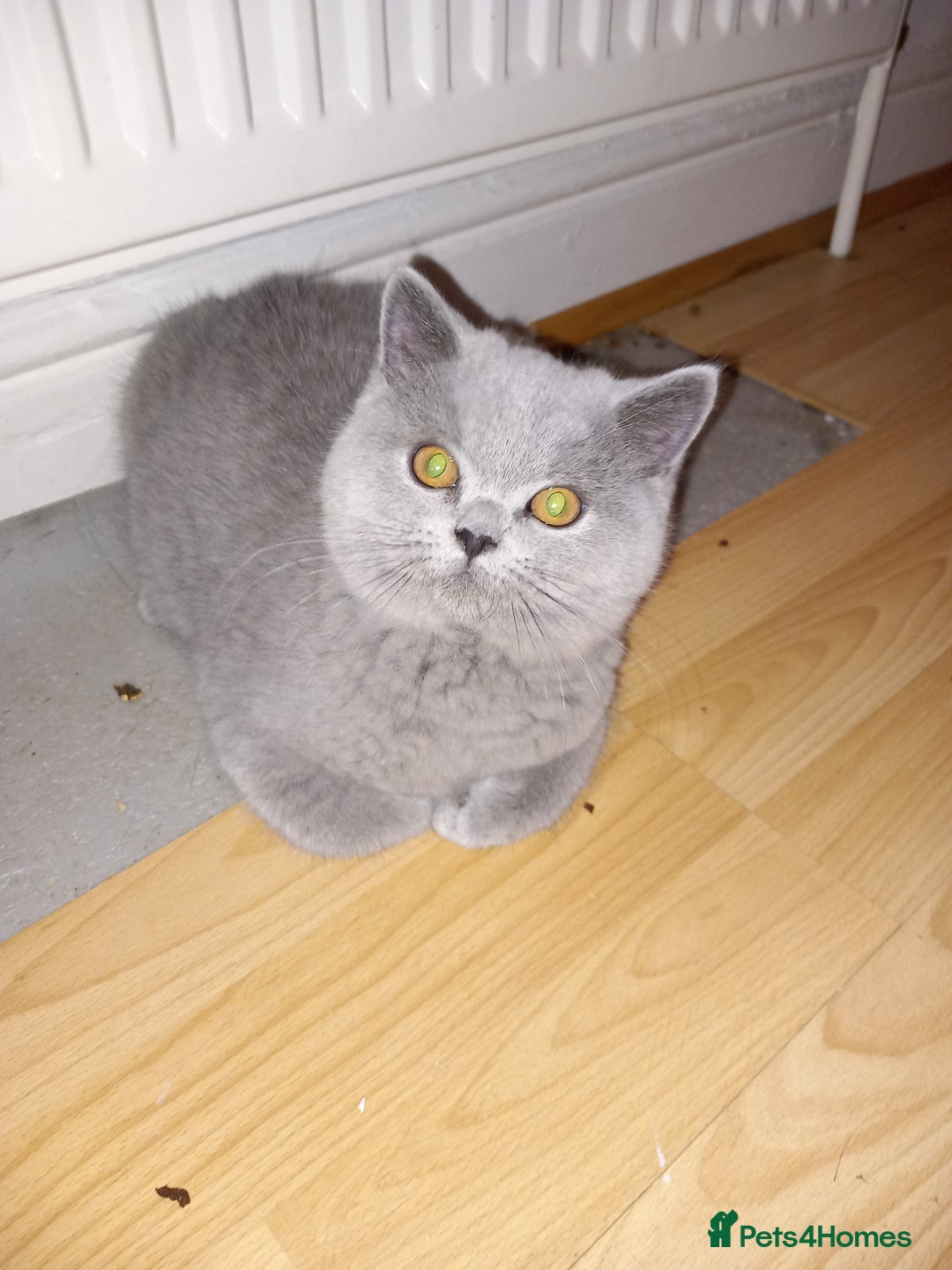 British Shorthair cats for sale: Championship Bloodline Blue BSH GCCF - Advert 3